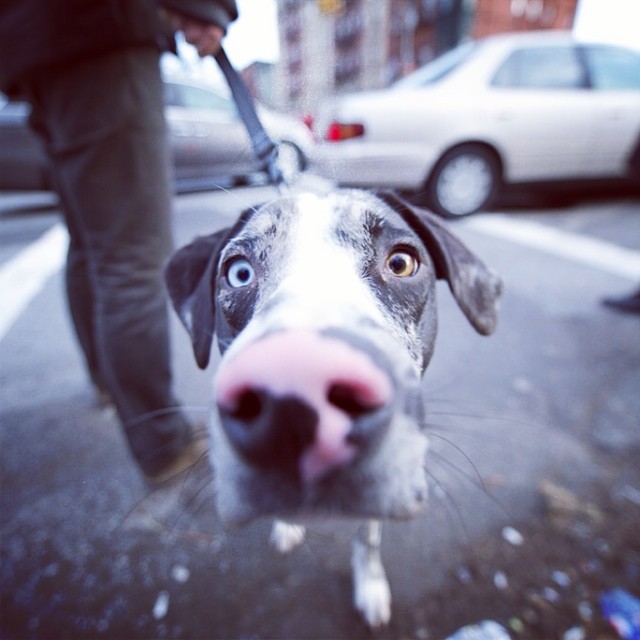 catahoula_leopard_dog.jpg