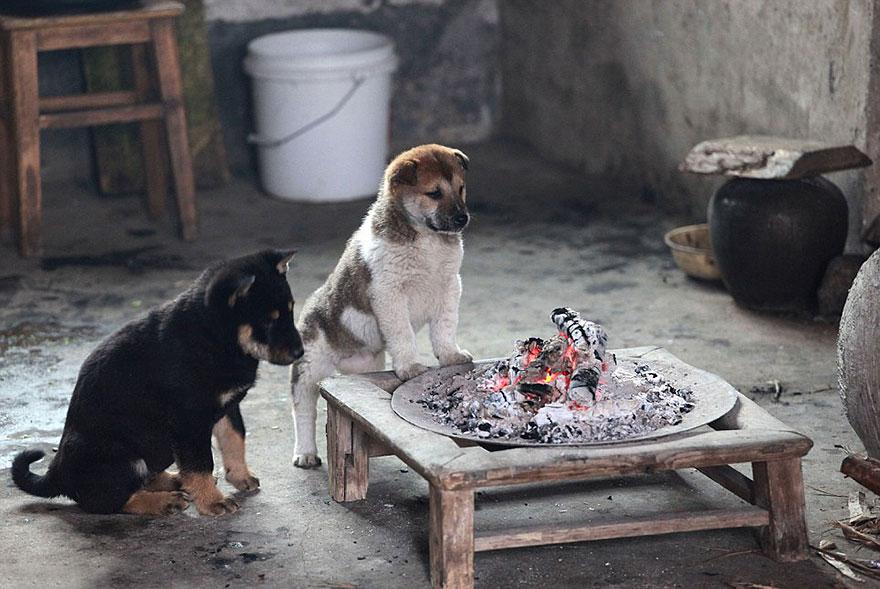 cute-puppies-barking-cold-stove-3.jpg