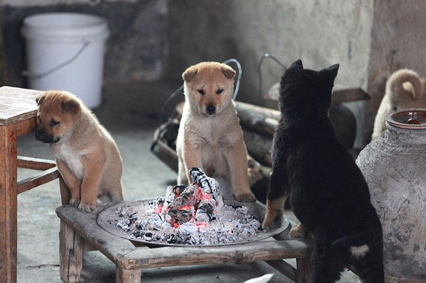 cute-puppies-barking-cold-stove-4.jpg