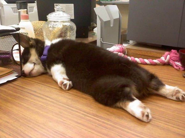 cute-sleeping-corgi-puppy.jpg