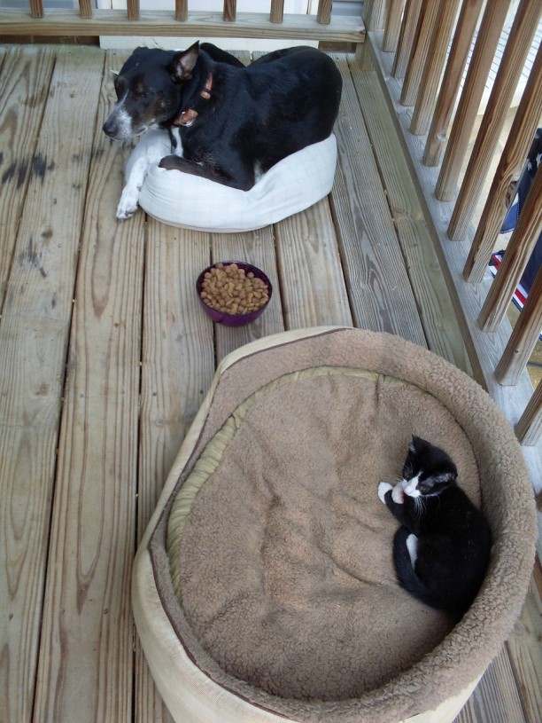 dog-and-cat-on-beds-612x815.jpg