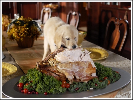 dog-and-turkey.jpg