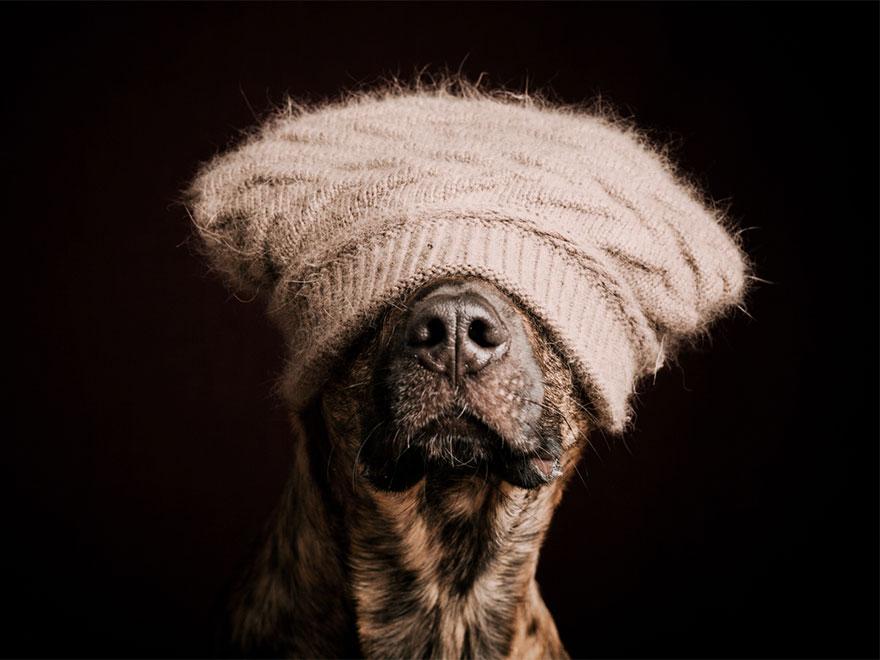 dog-portrait-photography-elke-vogelsang-13.jpg