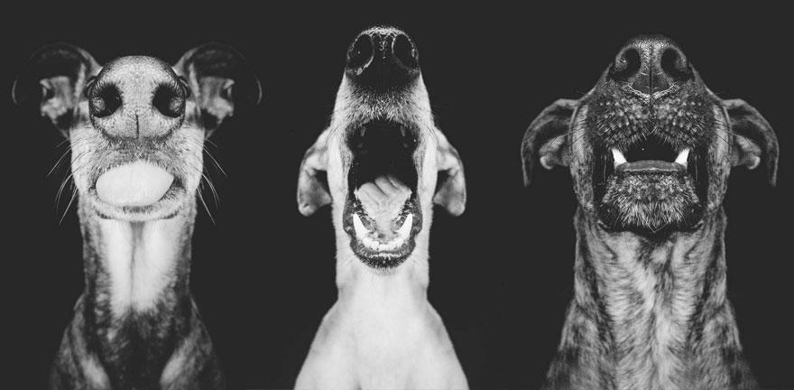 dog-portrait-photography-elke-vogelsang-2.jpg