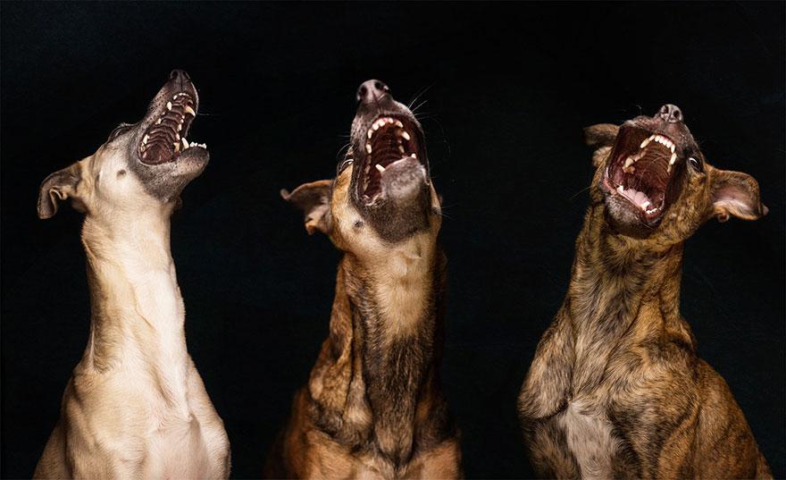 dog-portrait-photography-elke-vogelsang-27.jpg