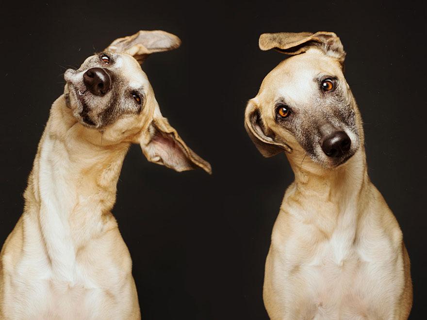 dog-portrait-photography-elke-vogelsang-28.jpg