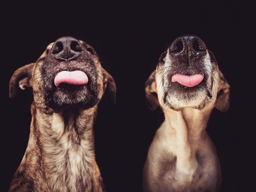 dog-portrait-photography-elke-vogelsang-29.jpg