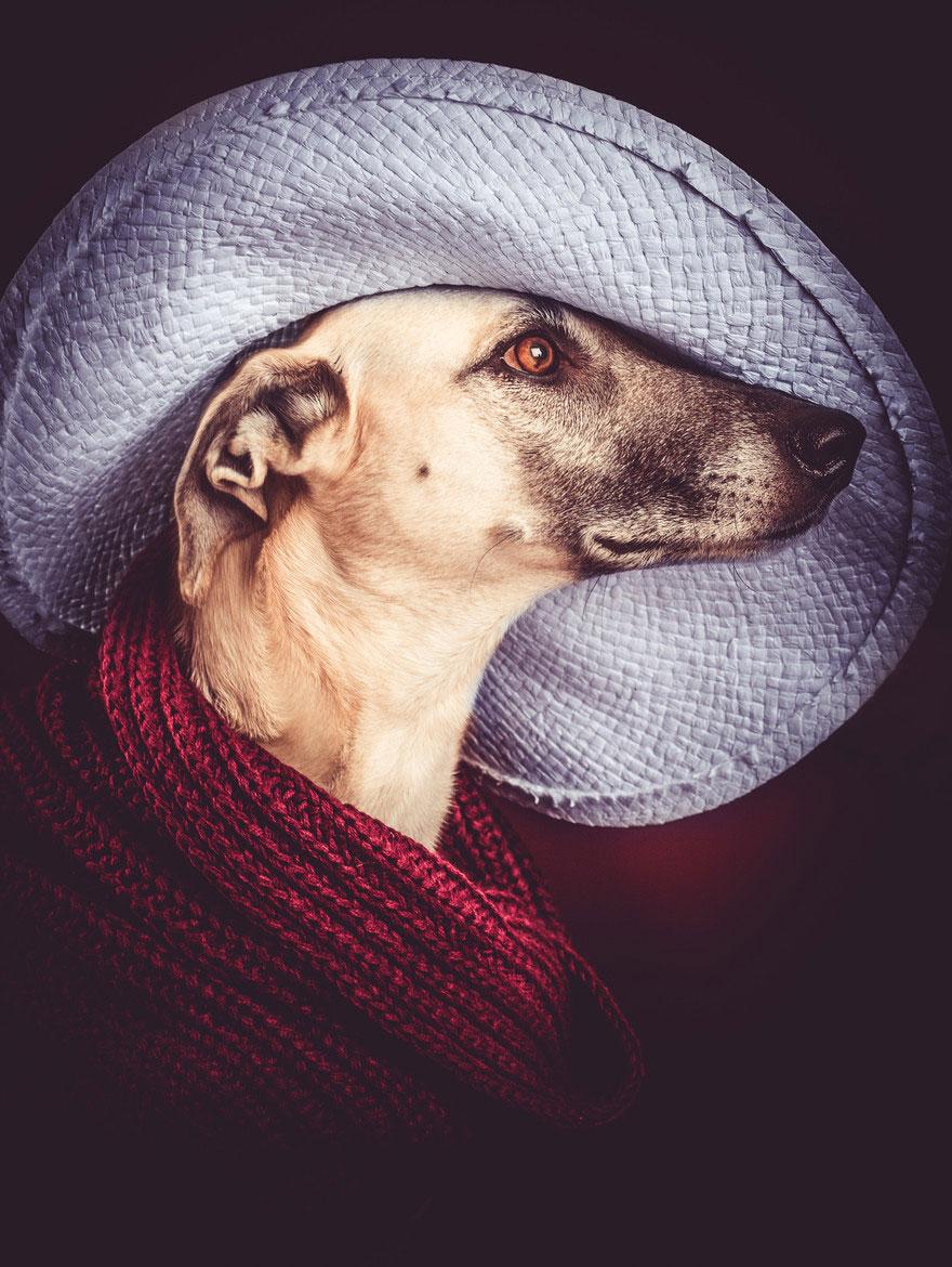 dog-portrait-photography-elke-vogelsang-3.jpg