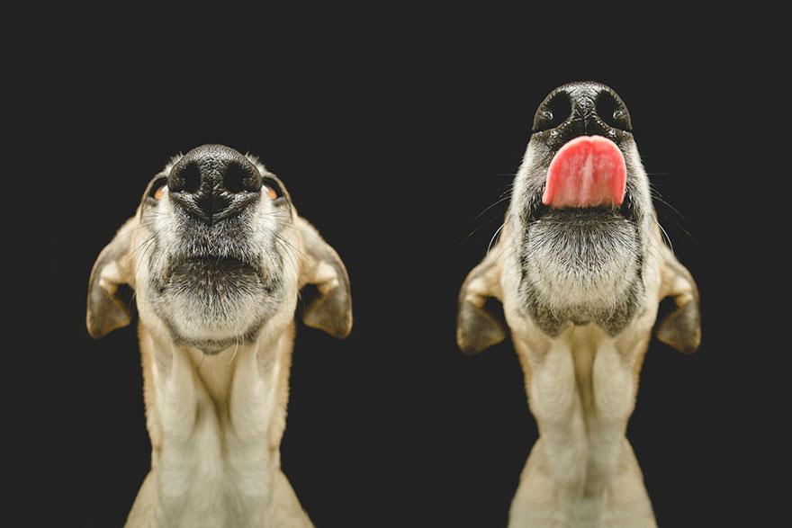 dog-portrait-photography-elke-vogelsang-30.jpg