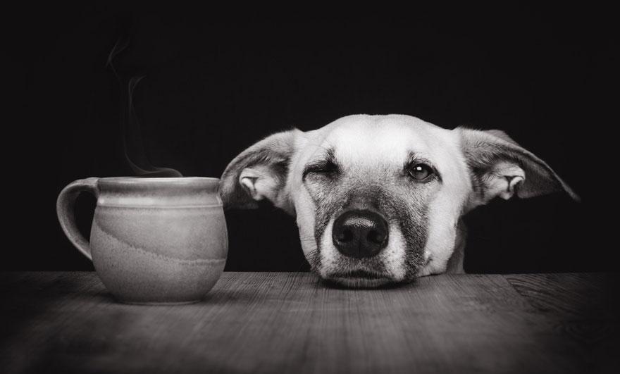 dog-portrait-photography-elke-vogelsang-33.jpg