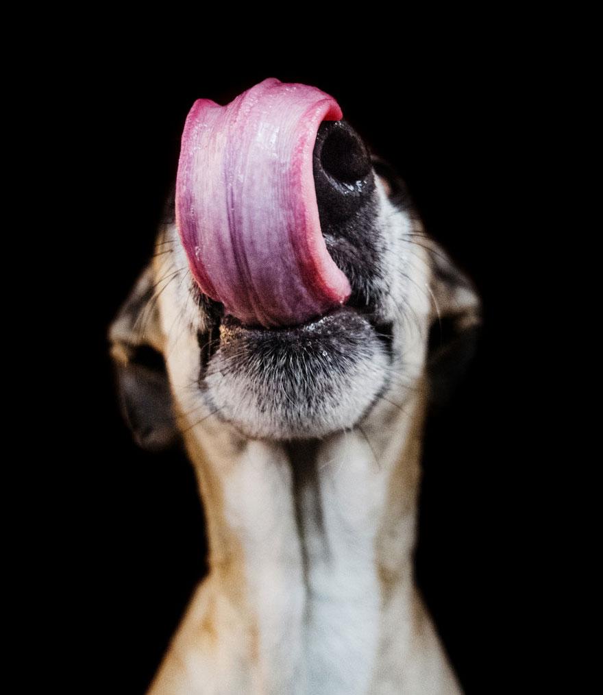 dog-portrait-photography-elke-vogelsang-4.jpg