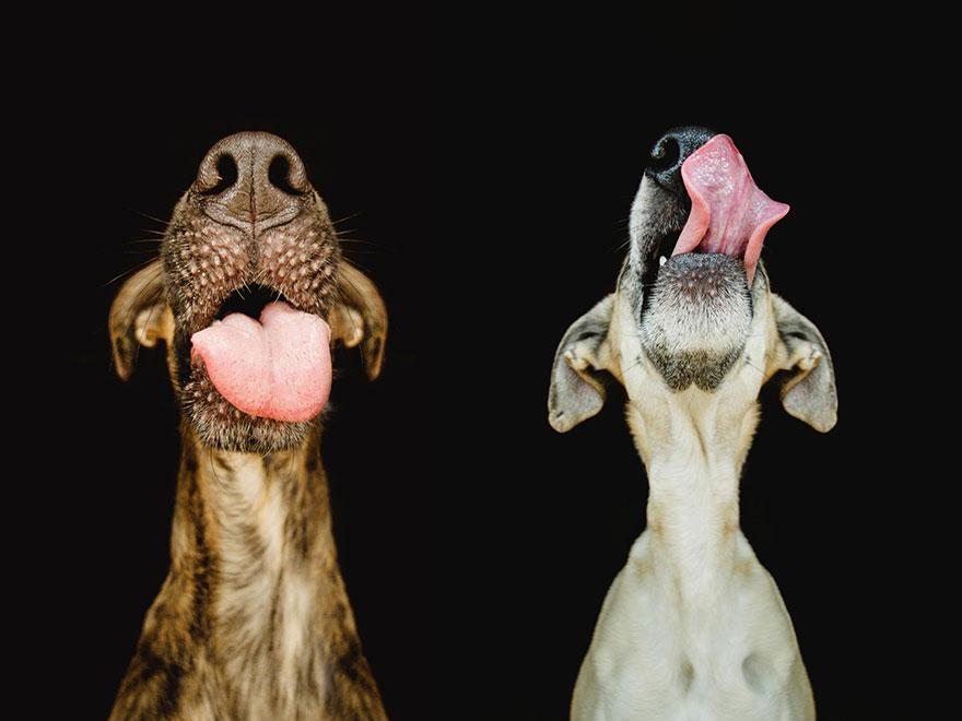 dog-portrait-photography-elke-vogelsang-6.jpg