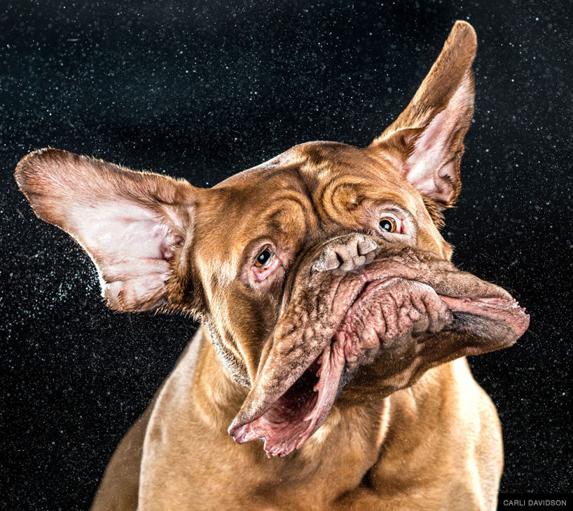 dog-shake-photography-carli-davidson-designboom-011.jpg