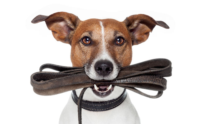 dog-with-leash.jpg