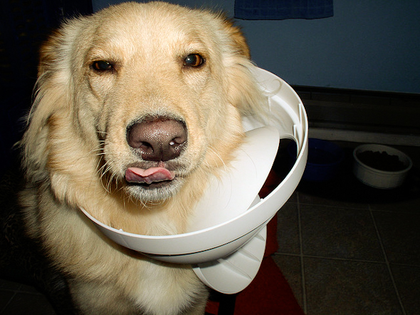 dog-with-trash-can.jpg