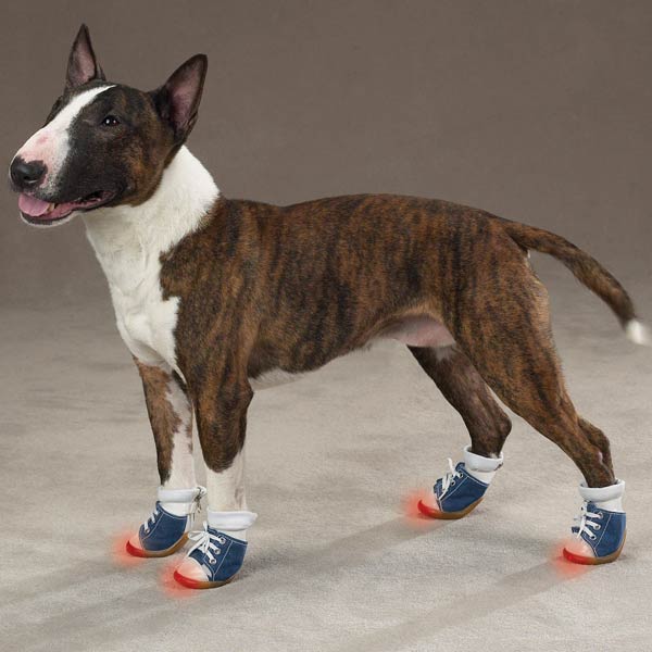 dog_light_up_sneakers.jpg