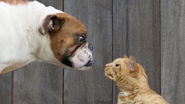 dog_vs_cat.jpg