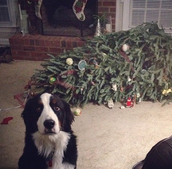 dogchristmastree.jpg