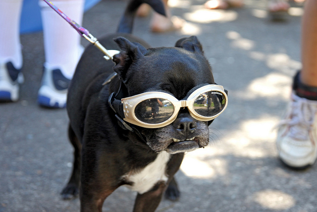 doggle-dog-dogs-in-sunglasses-14.jpg