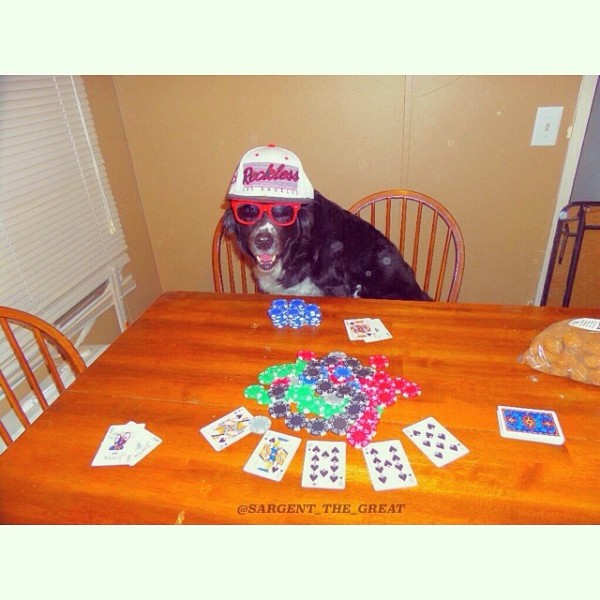 dogpoker-600x600.jpg