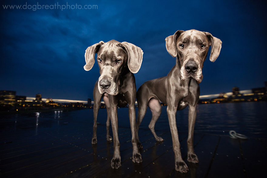 dogs-dog-breath-photography-kaylee-greer-10.jpg