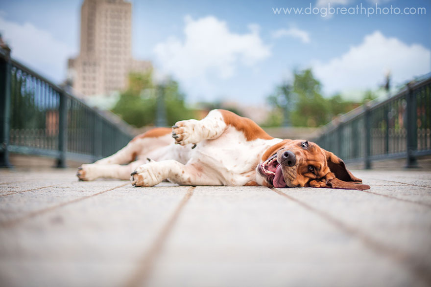 dogs-dog-breath-photography-kaylee-greer-11.jpg