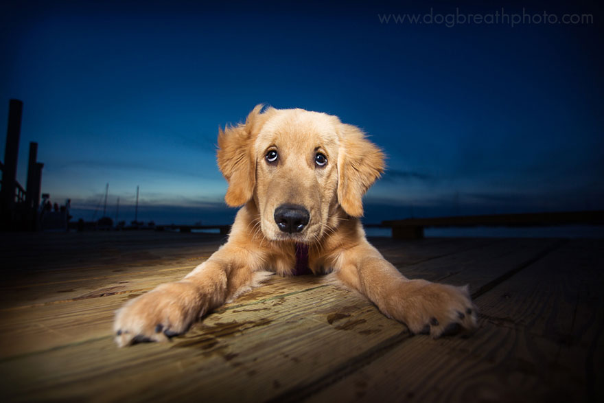 dogs-dog-breath-photography-kaylee-greer-13.jpg