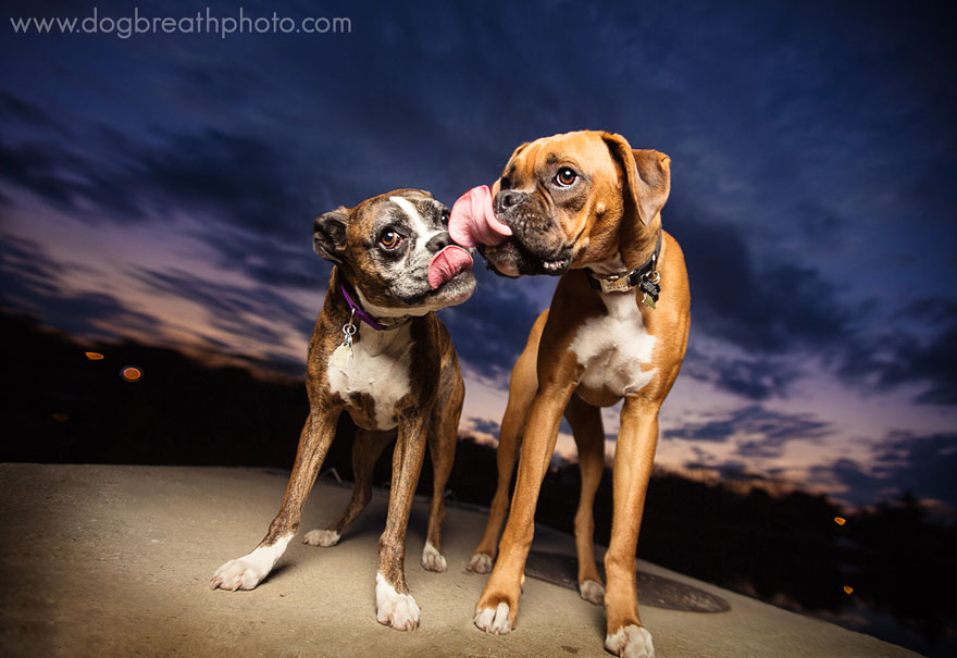 dogs-dog-breath-photography-kaylee-greer-29.jpg