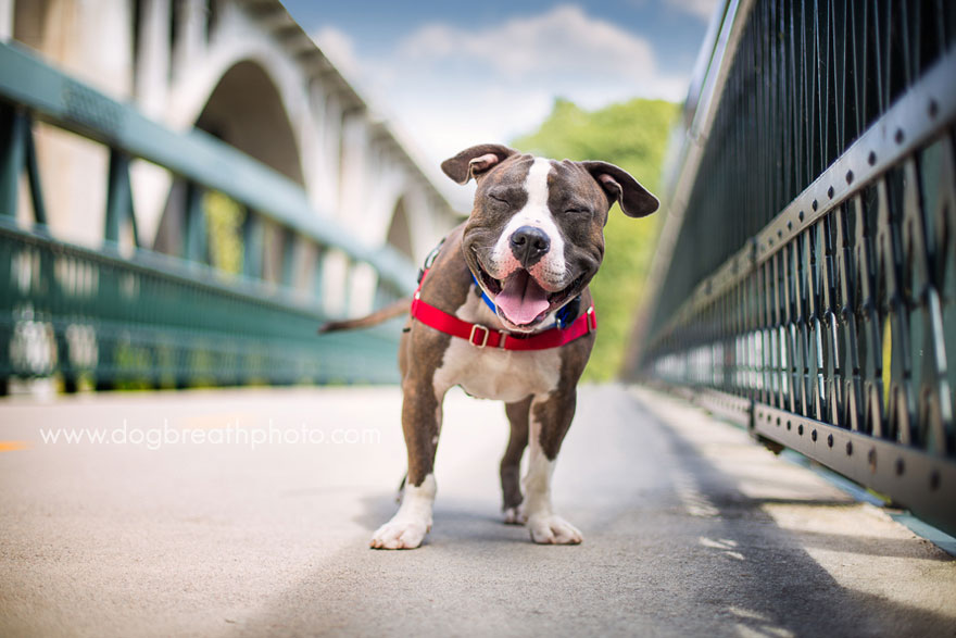 dogs-dog-breath-photography-kaylee-greer-5.jpg