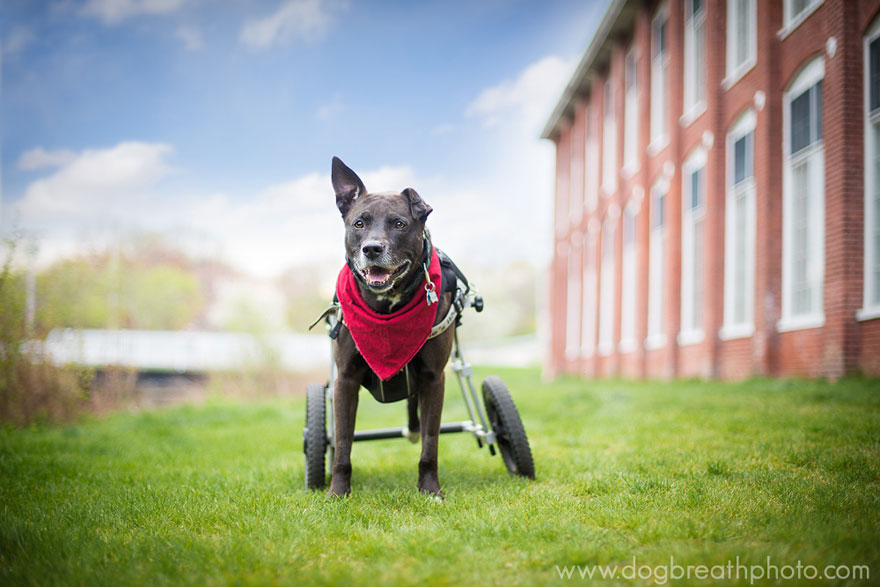 dogs-dog-breath-photography-kaylee-greer-9.jpg