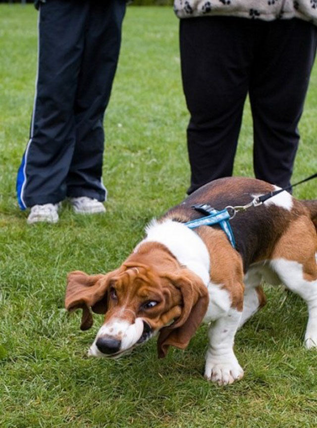 dogs-funny-faces-beagle.jpg