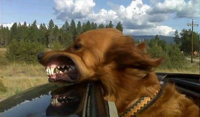 dogs-funny-faces-car.jpg