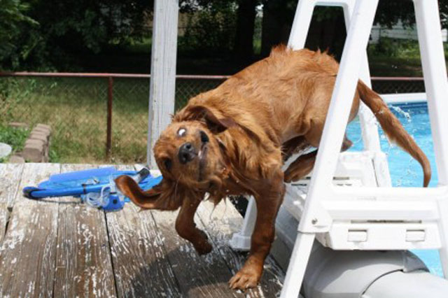 dogs-funny-faces-out-of-pool.jpg