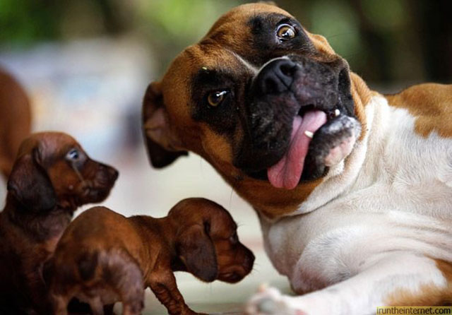 dogs-funny-faces-puppies.jpg