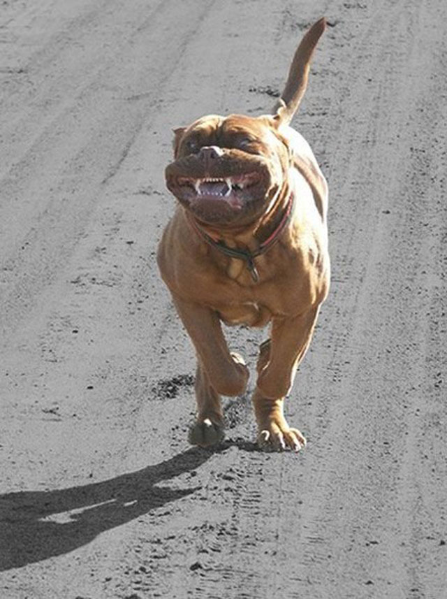 dogs-funny-faces-road.jpeg