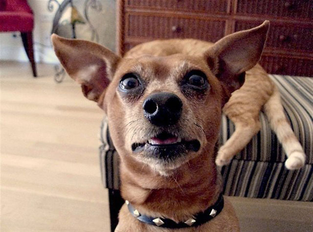 dogs-funny-faces-surprised.jpg