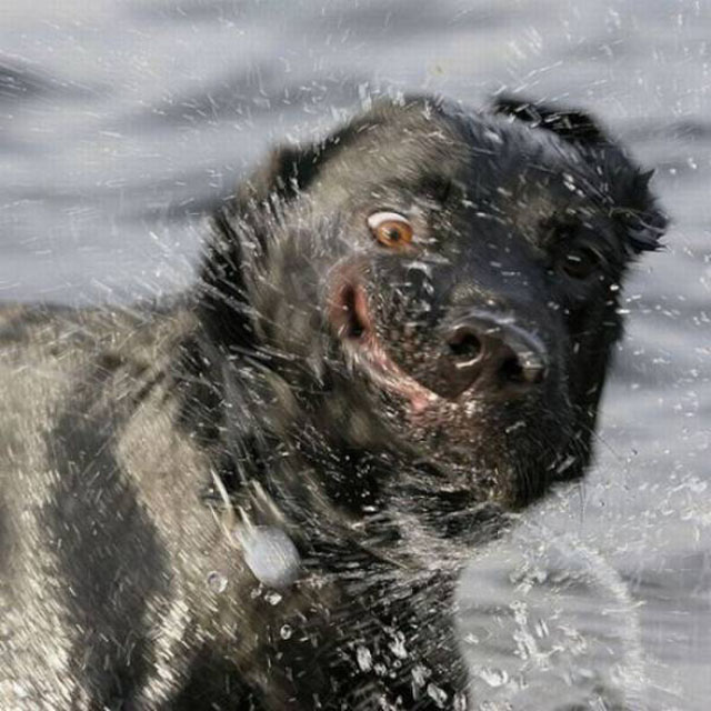 dogs-funny-faces-water-shake.jpg