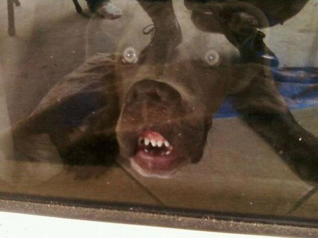 dogs-funny-faces-window.jpeg