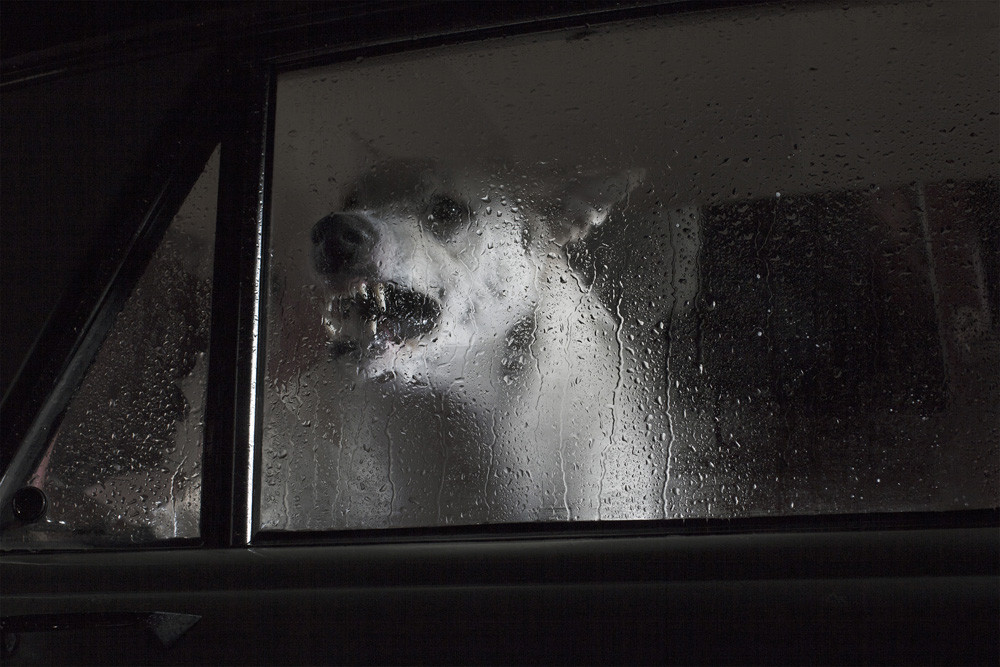 dogs-in-cars-by-martin-usborne-4.jpg