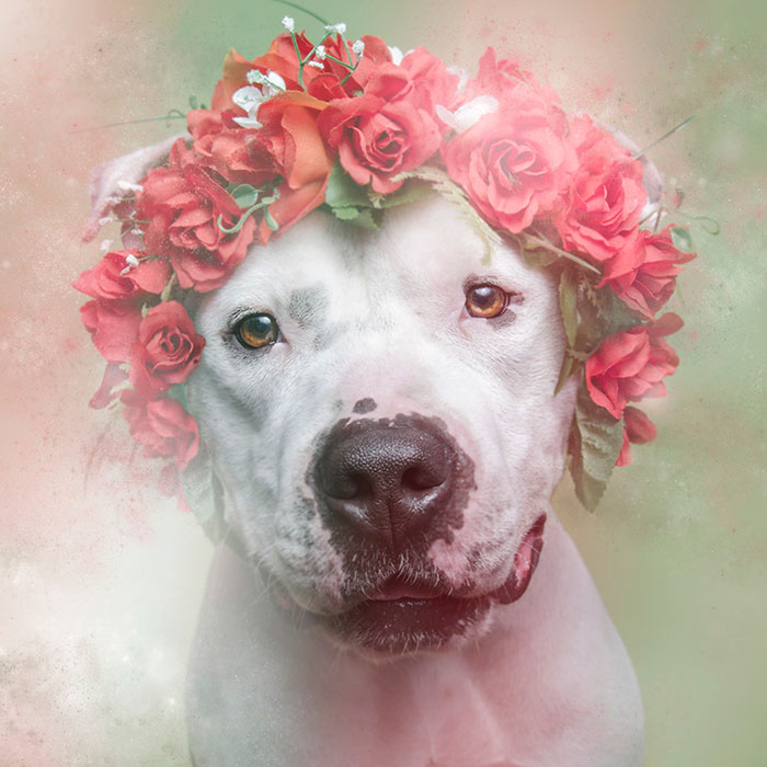 flower-power-pit-bulls-dog-adoption-photography-sophie-gamand-3.jpg