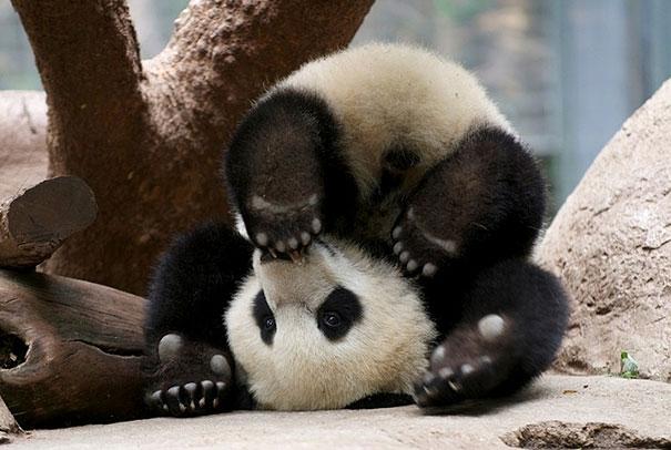 funny-animals-doing-yoga-20.jpg