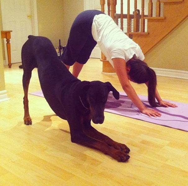 funny-animals-doing-yoga-30.jpg