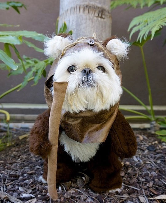funny-dog-Ewok-costume-Star-Wars.jpg