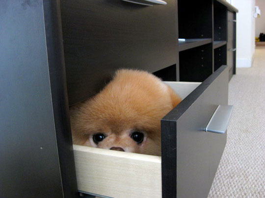 funny-dog-file-cabinet.jpg