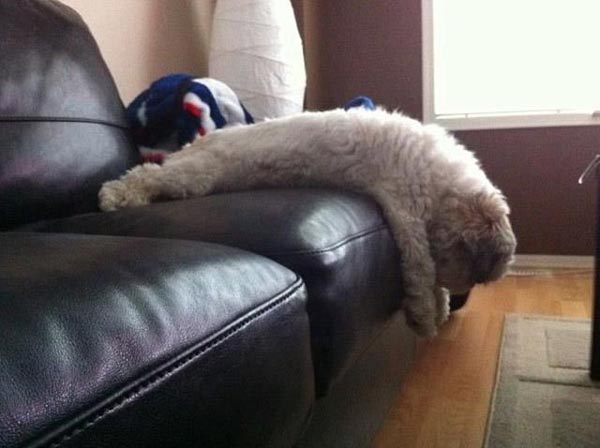 funny-dog-plank-on-sofa.jpg