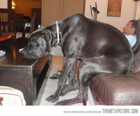 funny-dog-sitting-couch-watching-TV-2.jpg