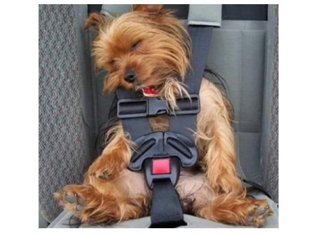 funny-dog-sleeping-in-car-seat.jpg