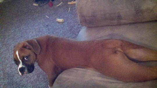 funny-dog-weird-position-couch.jpg