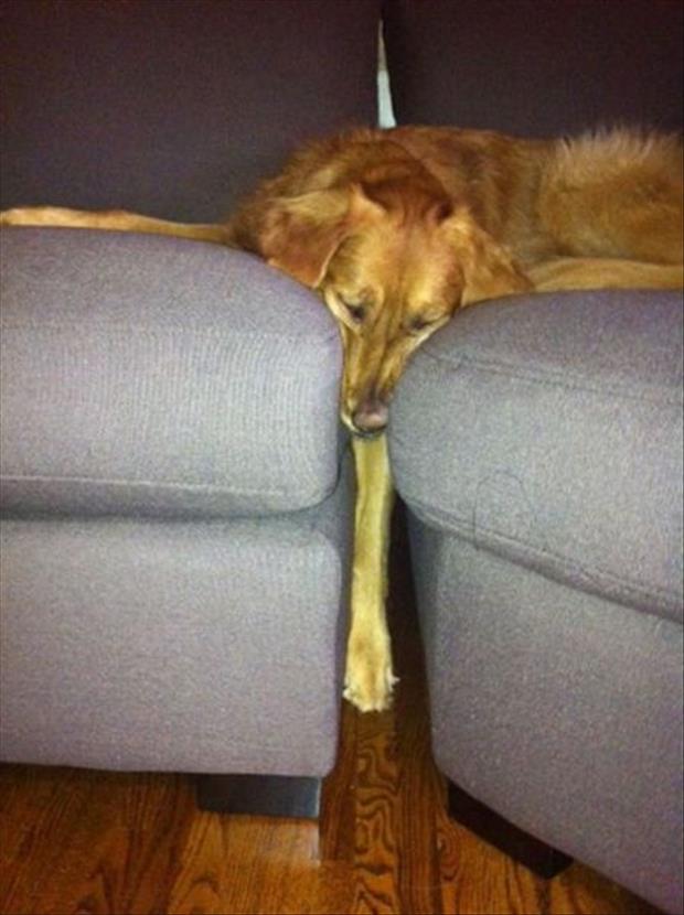 funny-dogs-on-furniture-8-2.jpg