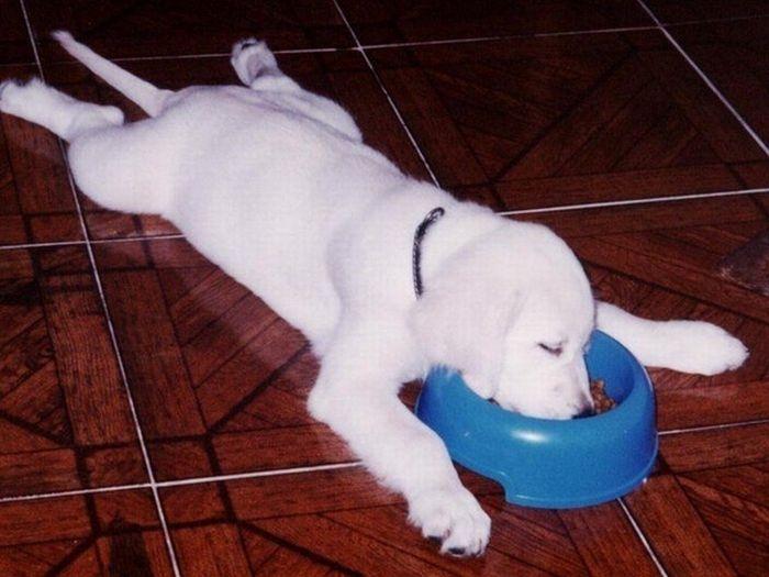 funny_dog_eating_sleeping_1014.jpg